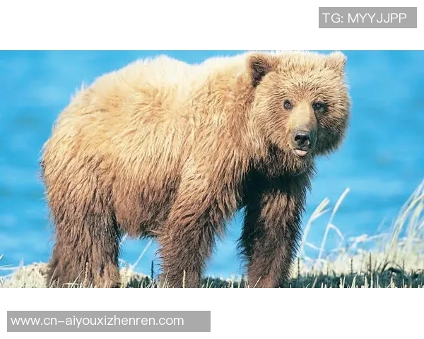 蓝衣战队与棕熊队激烈对决视频直播精彩瞬间回顾与分析 蓝衣战队与棕熊队激烈对决视频直播精彩瞬间回顾与分析